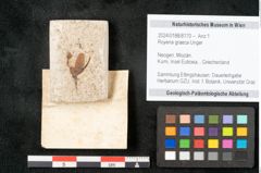 Foto (Objekt + Etikett) von Royena graeca Unger (NHMW-GEO-2024-0188-8170)
